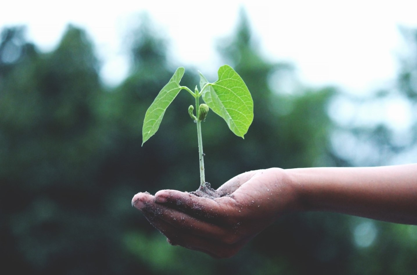 A small healthy plant being held in a person's hand.